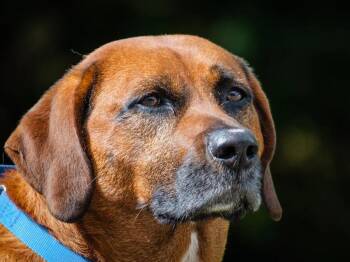 Moose -  Coonhound Dog for Adoption in Pointe-fortune, Quebec - Moose | PetCurious