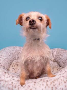 Norfolk Terrier Dogs Available for Adoption in Palo Alto, California - Feast | PetCurious