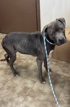 Rescue Mixed Breed Dogs for Adoption in Springfield, Ohio - Jess | PetCurious