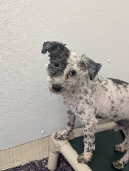 Yorkshire Terrier and Poodle Dogs Available for Adoption in Divide, Colorado - Hermes | PetCurious