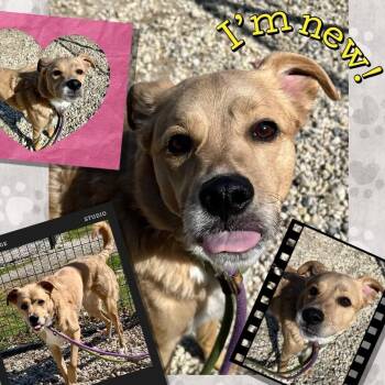 Labrador Retriever Dogs Available for Adoption in Jackson Township, New Jersey - Leo  | PetCurious