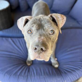 Mixed Breed Dogs Available for Adoption in Ramona, California - Bleu | PetCurious