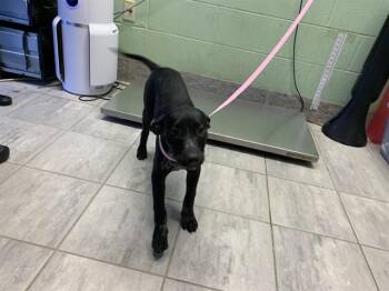 Australian Cattle Dog Blue Heeler and Mixed Breed Dogs Available for Adoption in Grand Prairie, Texas - JULES LOGAN | PetCurious