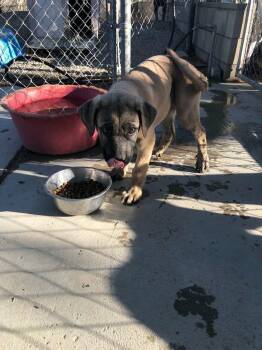 Zorro -  Mastiff and Mixed Breed Dog for Adoption in Severance, Colorado - Zorro | PetCurious