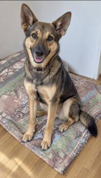 GINA GS -  German Shepherd Dog Dog for Adoption in Lucas, Texas - GINA GS | PetCurious