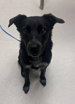 Bella -  Border Collie and Terrier Dog for Adoption in Bloomfield, Connecticut - Bella | PetCurious