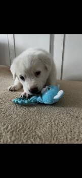 Great Pyrenees Dogs Available for Adoption - Lacey HTX | PetCurious