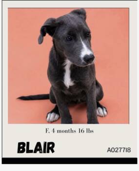 Blair -  Whippet and Mountain Cur Dog for Adoption - Blair | PetCurious