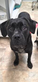 Mystic -  Boxer and Bullmastiff Dog for Adoption in Gold Beach, Oregon - Mystic | PetCurious