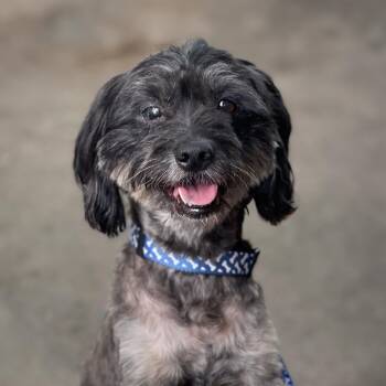 HOMER -  Poodle Dog for Adoption in Rowland Heights, California - HOMER | PetCurious