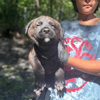 Connecticut -  Mixed Breed Dog Available for Adoption in Tacoma, Washington - Connecticut | PetCurious