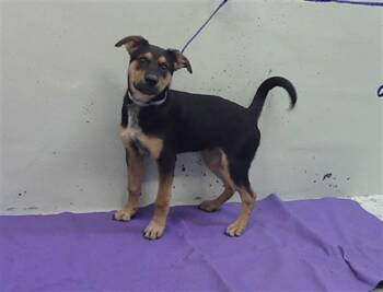 Australian Cattle Dog Blue Heeler and German Shepherd Dog Dogs Available for Adoption in Houston, Texas - RODERICK | PetCurious