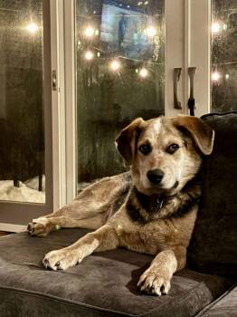 Australian Cattle Dog Blue Heeler and Great Pyrenees Dogs Available for Adoption - Jersey | PetCurious