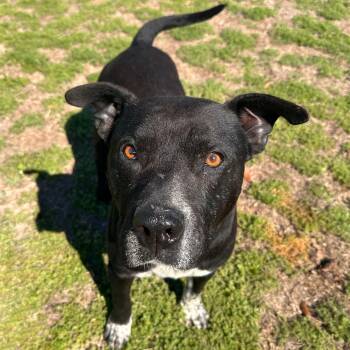 Pit Bull Terrier Dogs Available for Adoption - Pebbles  | PetCurious