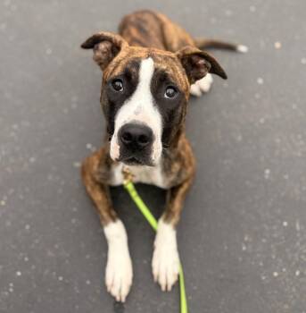 Chicken Little -  Pit Bull Terrier Dog for Adoption in Oakland, California - Chicken Little | PetCurious