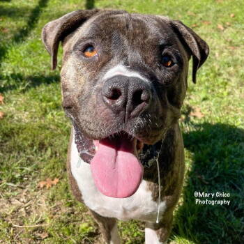 Rescue American Bulldog and Mastiff Dogs for Adoption in Herndon, Virginia - Maxwell NEEDS FOSTER | PetCurious