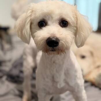 Snoopy -  Poodle Dog for Adoption in Mansfield, Texas - Snoopy | PetCurious