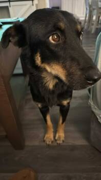 Rescue German Shepherd Dog and Rottweiler Dogs for Adoption in Holly Springs, North Carolina - Cary | PetCurious