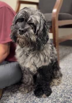 Oakley -  Cockapoo Dog for Adoption in Bemidji, Minnesota - Oakley | PetCurious