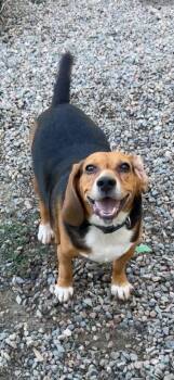 Trooper -  Beagle and Mixed Breed Dog for Adoption in Virginia, Minnesota - Trooper | PetCurious