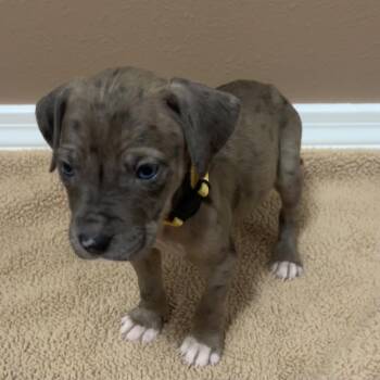 Brie (yellow collar) -  Catahoula Leopard Dog Dog for Adoption in Baton Rouge, Louisiana - Brie (yellow Collar) | PetCurious