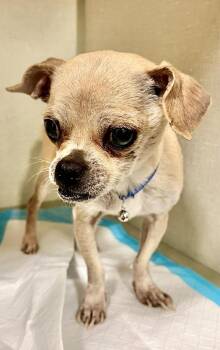 Pug and Chihuahua Dogs Available for Adoption - Taco | PetCurious