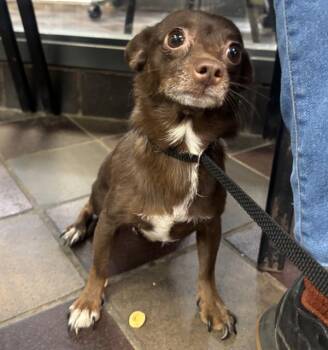 Chihuahua and Poodle Dogs Available for Adoption - Sheba | PetCurious