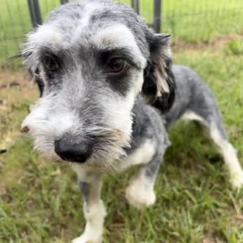 Dollee Mae -  Terrier Dog for Adoption in Houston, Texas - Dollee Mae | PetCurious