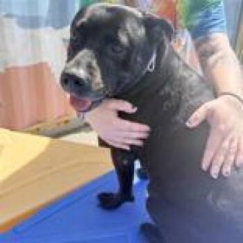 Mya -  Pit Bull Terrier Dog for Adoption in Hilliard, Ohio - Mya | PetCurious