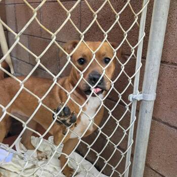 LACEY -  Mixed Breed Dog for Adoption in Buckhannon, West Virginia - LACEY | PetCurious