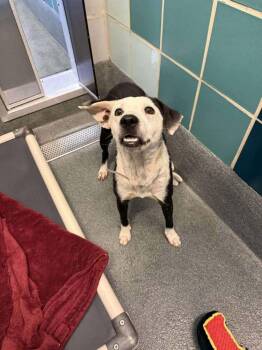 Collie and Labrador Retriever Dogs Available for Adoption - Gaby | PetCurious