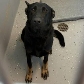 26-0429 "Helena" -  German Shepherd Dog Dog for Adoption in Leavenworth, Kansas - 26-0429 "Helena" | PetCurious