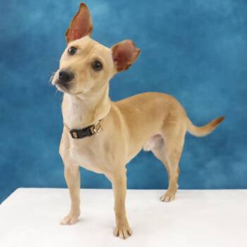 Rescue Chihuahua Dogs for Adoption in League City, Texas - Toby, A Curious, Playful, & Smart Youngster Ready For FUN! | PetCurious
