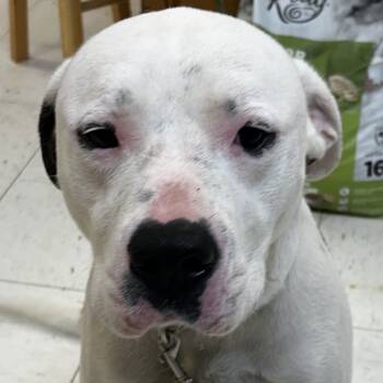 Rescue American Bulldog Dogs for Adoption in Jacksonville, Arkansas - Atlis/Goose | PetCurious