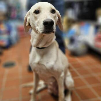 Labrador Retriever and Mixed Breed Dogs Available for Adoption in Griswold, Connecticut - Phoebe | PetCurious