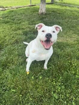 ELECTRA -  Mixed Breed Dog for Adoption in Lawrence, Indiana - ELECTRA | PetCurious
