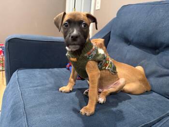 Mixed Breed Dogs Available for Adoption - Meganight | PetCurious