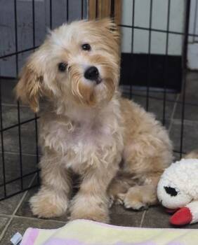 Kai -  Maltipoo and Cockapoo Dog for Adoption in Los Angeles, California - Kai | PetCurious