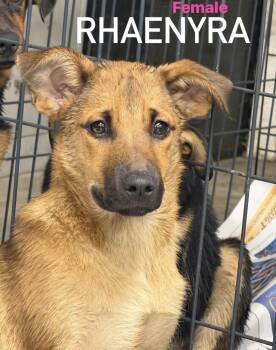 Rhaenyra -  Labrador Retriever Dog for Adoption in Pembroke, Massachusetts - Rhaenyra | PetCurious