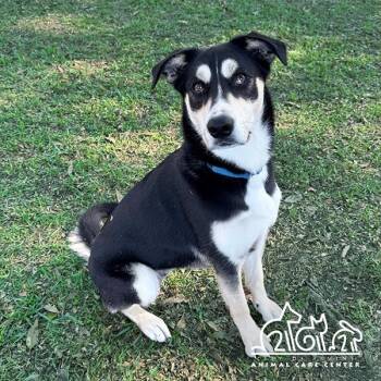 Siberian Husky Dogs Available for Adoption - KIRA | PetCurious