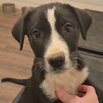 Australian Shepherd and Mixed Breed Dogs Available for Adoption - A&W | PetCurious