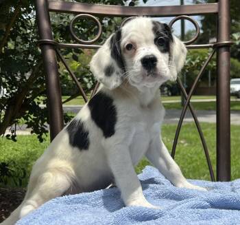 Barney -  Mixed Breed Dog for Adoption in Mount Pleasant, South Carolina - Barney | PetCurious