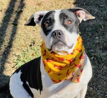 Rescue American Staffordshire Terrier and Mixed Breed Dogs for Adoption in Seneca, South Carolina - Cinderblock $85 | PetCurious