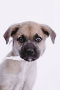 Rescue Labrador Retriever and Beagle Dogs for Adoption - Knuckles *Arriving 12/6* | PetCurious