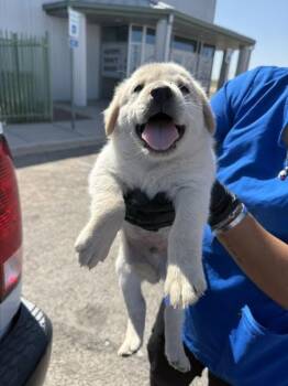 Napkin -  Mixed Breed Dog for Adoption in Hobbs, New Mexico - Napkin | PetCurious