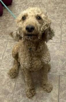 Curly Sue -  Standard Poodle Dog for Adoption in Littleton, Colorado - Curly Sue | PetCurious