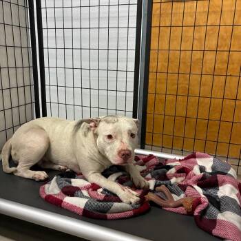 Gardenia -  Terrier Dog for Adoption in St. Louis, Missouri - Gardenia | PetCurious