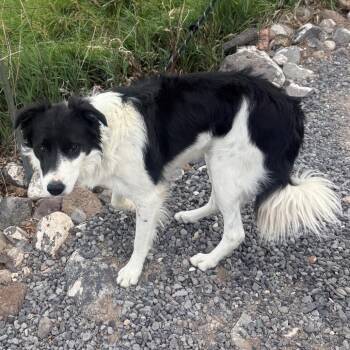 Wrangler -  Border Collie and Mixed Breed Dog for Adoption in Cedaredge, Colorado - Wrangler | PetCurious
