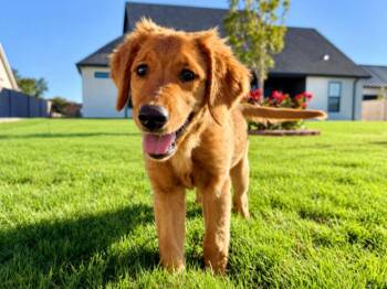 Bonnie Golden Hour Girl -  Golden Retriever Dog for Adoption in Friendswood, Texas - Bonnie Golden Hour Girl | PetCurious