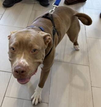Pit Bull Terrier and Mixed Breed Dogs Available for Adoption in Daytona Beach, Florida - Chestnut - 2 | PetCurious